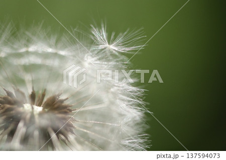 旅立つタンポポの綿毛 旅立つタンポポの綿毛 137594073