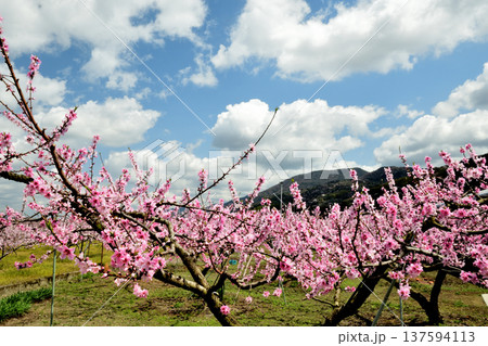 桃源郷 【和歌山県紀の川市】 137594113