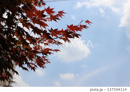 紅葉したモミジと青空 紅葉したモミジと青空 137594114
