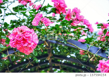 赤いバラ 137594154