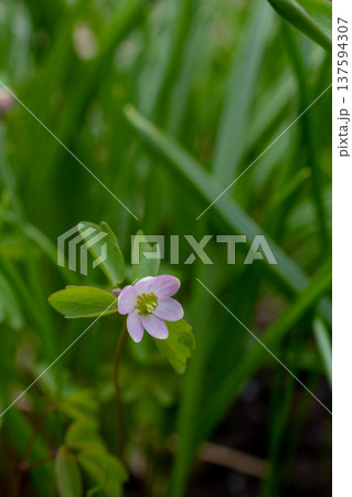 春の庭の満開のバイカカラマツ 137594307