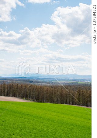 春の緑のムギ畑 137594321