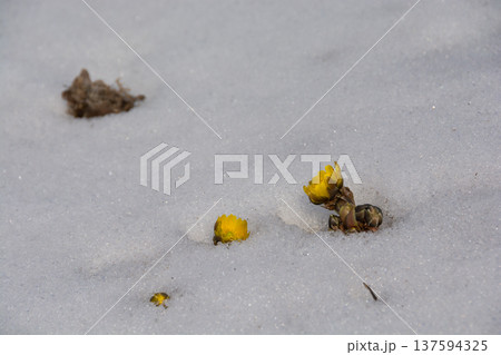 雪の中から花を咲かせるフクジュソウ 137594325