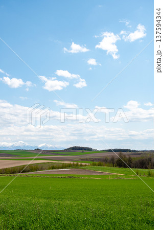春の緑の畑作丘陵地帯と雪山 春の緑の畑作丘陵地帯と雪山 137594344