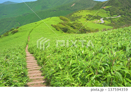 伊豆半島の伊豆山稜線歩道　達磨山の笹原に描かれる縦走路 137594359