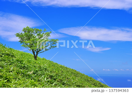 伊豆半島の伊豆山稜線歩道の達磨山 青空を背景にした笹原の一本木 コピースペース 伊豆半島の伊豆山稜線歩道の達磨山 青空を背景にした笹原の一本木 コピースペース 137594363
