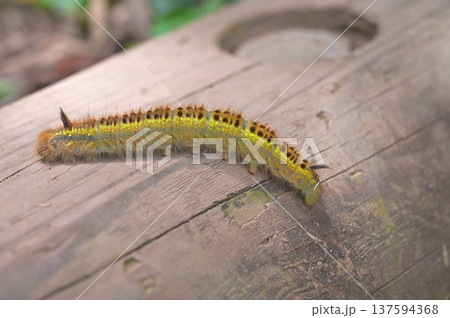 伊豆半島の伊豆山稜線歩道 小達磨山 蛾のタケカレハの幼虫 伊豆半島の伊豆山稜線歩道 小達磨山 蛾のタケカレハの幼虫 137594368