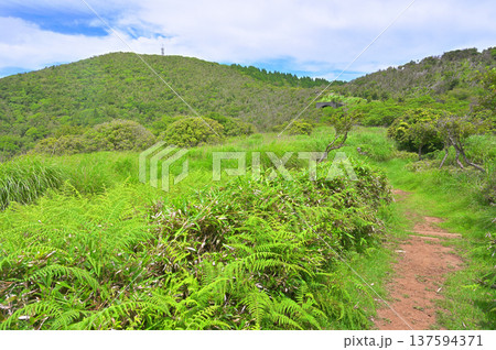 伊豆半島の伊豆山稜線歩道　小達磨山の笹の登山道より望む金冠山 137594371