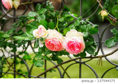 フェンス越しに見るピンクのバラ 137594375