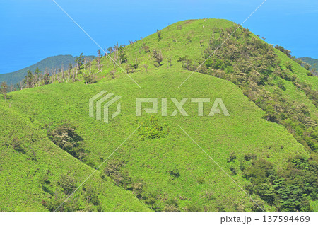 伊豆半島の伊豆山稜線歩道　古稀山より緑の山地と駿河湾 137594469