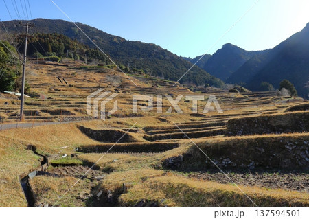 丸山千枚田の棚田風景(三重県熊野市) 丸山千枚田の棚田風景(三重県熊野市) 137594501