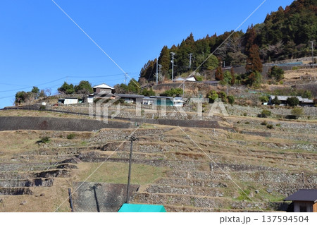 丸山千枚田の棚田風景（三重県熊野市） 137594504