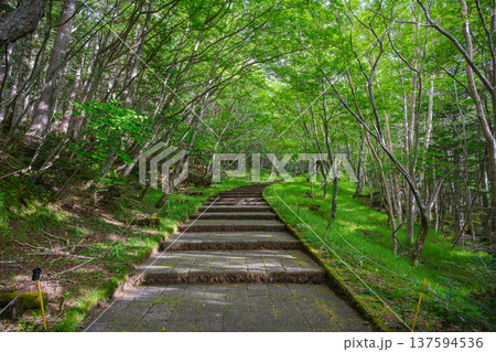 富士登山 須走口遊歩道 富士登山 須走口遊歩道 137594536