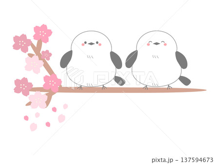 二羽のシマエナガが桜の木の枝にとまっているイラスト_挿絵_可愛い 137594673