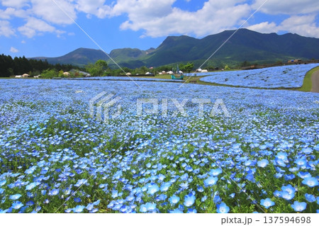 くじゅう連山と満開のネモフィラ畑（くじゅう花公園） 137594698