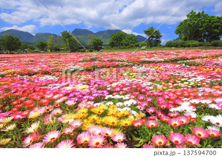 くじゅう連山と満開のリビングストンデージー畑（くじゅう花公園） 137594700