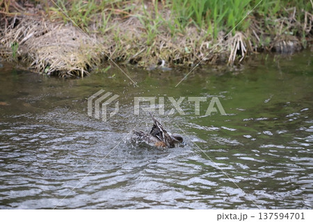 水浴びをするヒドリガモ 137594701