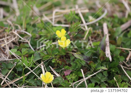 ツルキジムシロの黄色い花 ツルキジムシロの黄色い花 137594702