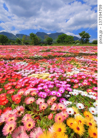 くじゅう連山と満開のリビングストンデージー畑（くじゅう花公園・縦構図） 137594709