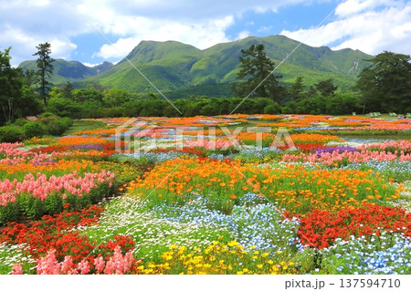くじゅう連山と満開の春彩の畑（くじゅう花公園） 137594710
