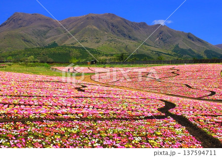 くじゅう連山と満開のリビングストンデージー畑(くじゅう花公園) くじゅう連山と満開のリビングストンデージー畑(くじゅう花公園) 137594711