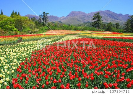 くじゅう連山と満開のチューリップ畑（くじゅう花公園） 137594712