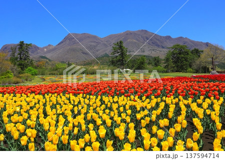 くじゅう連山と満開のチューリップ畑（くじゅう花公園） 137594714