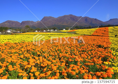 くじゅう連山と満開のマリーゴールド畑（くじゅう花公園） 137594715