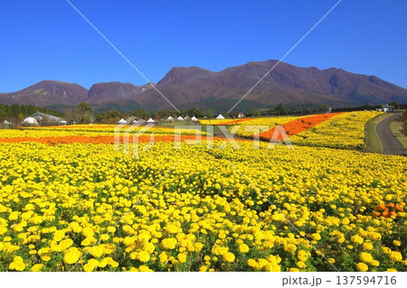 くじゅう連山と満開のマリーゴールド畑（くじゅう花公園） 137594716
