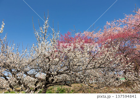 河津桜の咲く箕郷梅林の散策路　群馬県 137594841