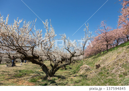 河津桜の咲く箕郷梅林の散策路　群馬県 137594845