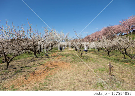 河津桜の咲く箕郷梅林の散策路 群馬県 河津桜の咲く箕郷梅林の散策路 群馬県 137594853