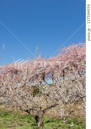 河津桜の咲く箕郷梅林の散策路 群馬県 河津桜の咲く箕郷梅林の散策路 群馬県 137594859
