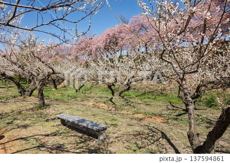 河津桜の咲く箕郷梅林の散策路 群馬県 河津桜の咲く箕郷梅林の散策路 群馬県 137594861