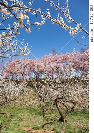 河津桜の咲く箕郷梅林の散策路 群馬県 河津桜の咲く箕郷梅林の散策路 群馬県 137594862