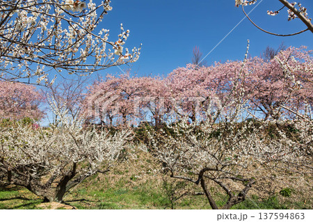 河津桜の咲く箕郷梅林の散策路　群馬県 137594863