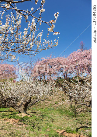 河津桜の咲く箕郷梅林の散策路　群馬県 137594865