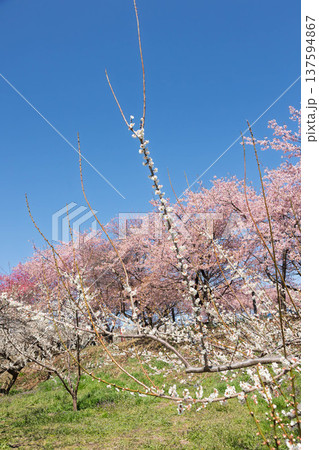 河津桜の咲く箕郷梅林の散策路　群馬県 137594867