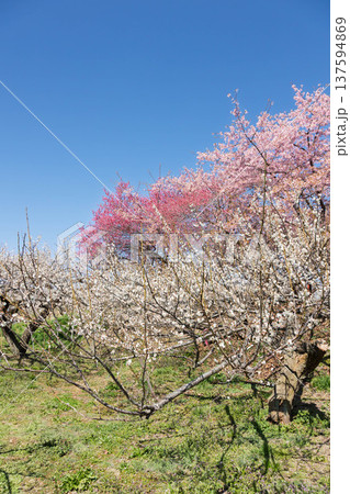 河津桜の咲く箕郷梅林の散策路　群馬県 137594869