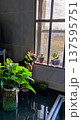 窓際に置かれた観葉植物と外を眺める猫 137595751