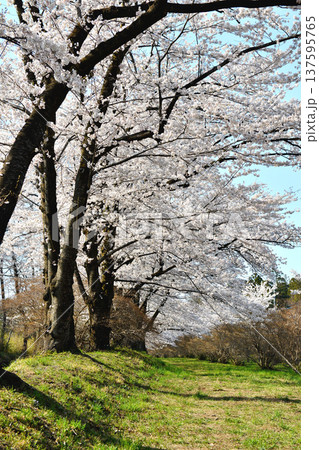 群馬県前橋市苗ヶ島町の赤城南面千本桜の満開の桜 137595765
