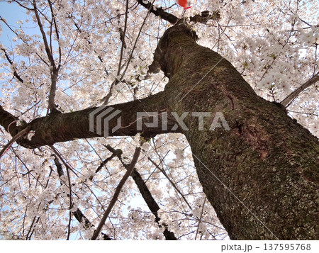 東京都羽村市玉川の羽村の堰近辺の満開の桜の木をアップ 137595768