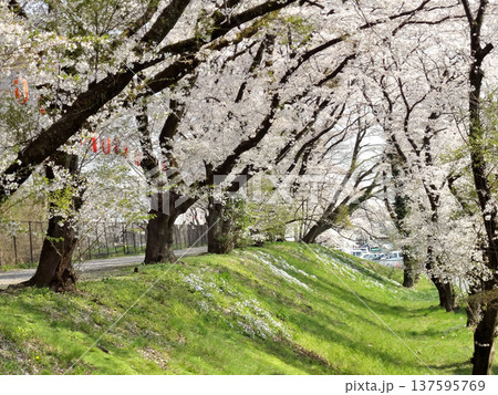東京都羽村市玉川の羽村の堰で満開の桜並木 東京都羽村市玉川の羽村の堰で満開の桜並木 137595769