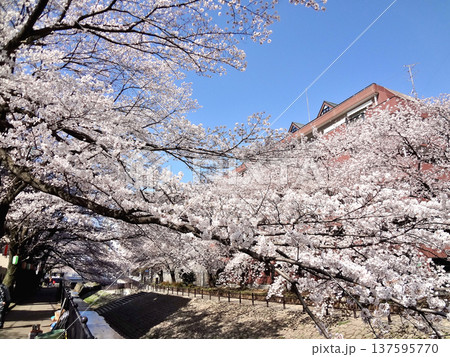 東京都多摩市多摩センター駅近くの乞田川添いの青空と満開の桜 東京都多摩市多摩センター駅近くの乞田川添いの青空と満開の桜 137595770