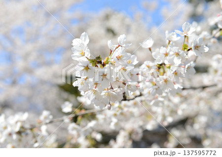 群馬県前橋市苗ヶ島町の赤城南面千本桜の満開のソメイヨシノをアップ撮影 137595772
