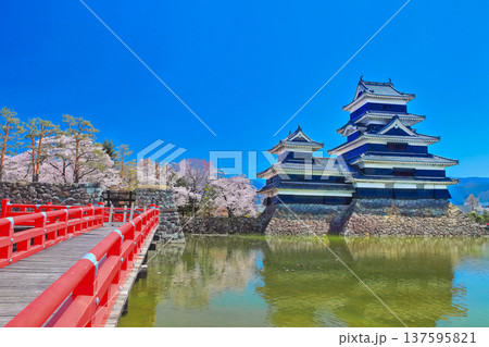 【長野県】桜咲く春の松本城 天守（現存天守） 137595821