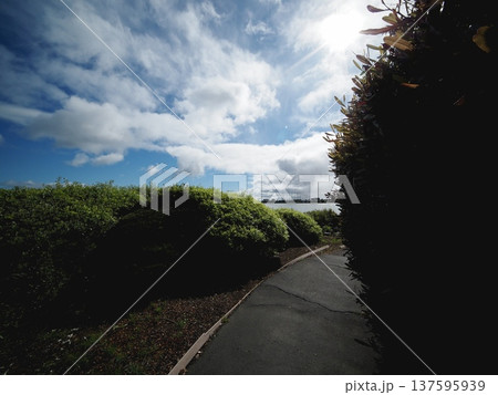 緑の小道と青空の風景 137595939