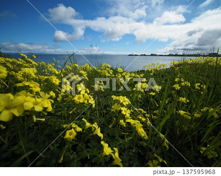 海沿いに咲く黄色い花と青空 海沿いに咲く黄色い花と青空 137595968
