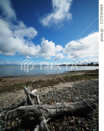 流木のある海岸と青空の風景 流木のある海岸と青空の風景 137595969