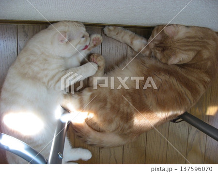 脚にじゃれる子猫と我慢する猫 脚にじゃれる子猫と我慢する猫 137596070